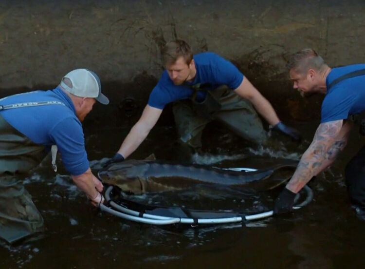 Een meerval kan zo stil liggen dat je denkt dat het een steen is.