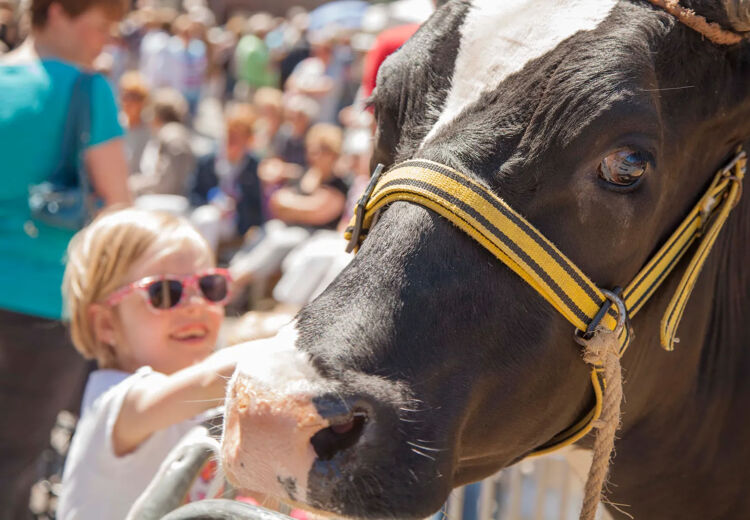 De Koeiemart in Woerden is uitgegroeid tot een jaarlijks volksfeest