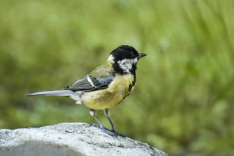 Een koolmees kan wel 100 keer per dag op en neer vliegen om zijn jongen te voeren!