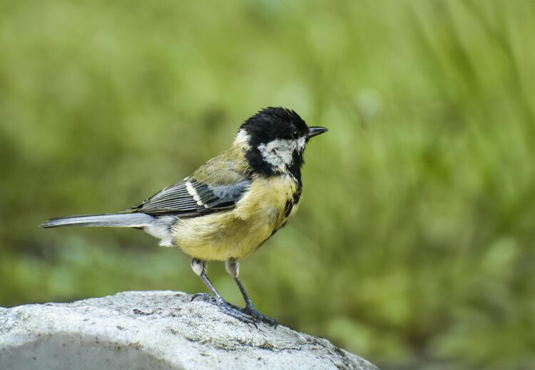 Een koolmees kan wel 100 keer per dag op en neer vliegen om zijn jongen te voeren!