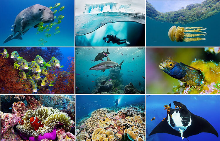 Schattige dwergzeepaardjes, slimme inktvissen, mantaroggen, tijgerhaaien en een kokosnootoctopus.