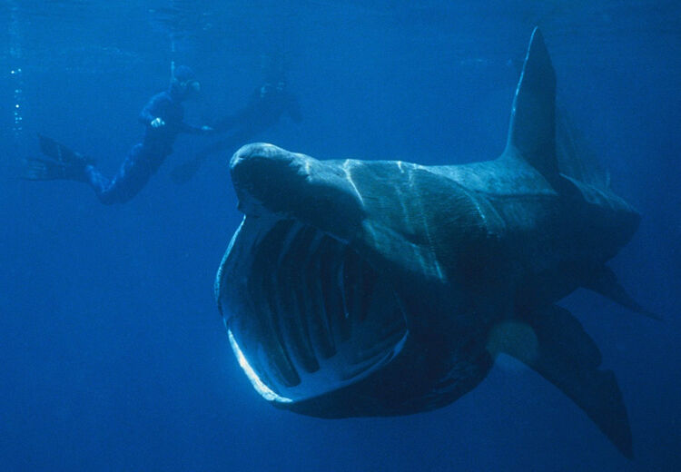 De reuzenhaai kan wel 50 jaar oud worden. De reuzenhaai is ongevaarlijk voor mensen en heeft maar een paar tanden.
