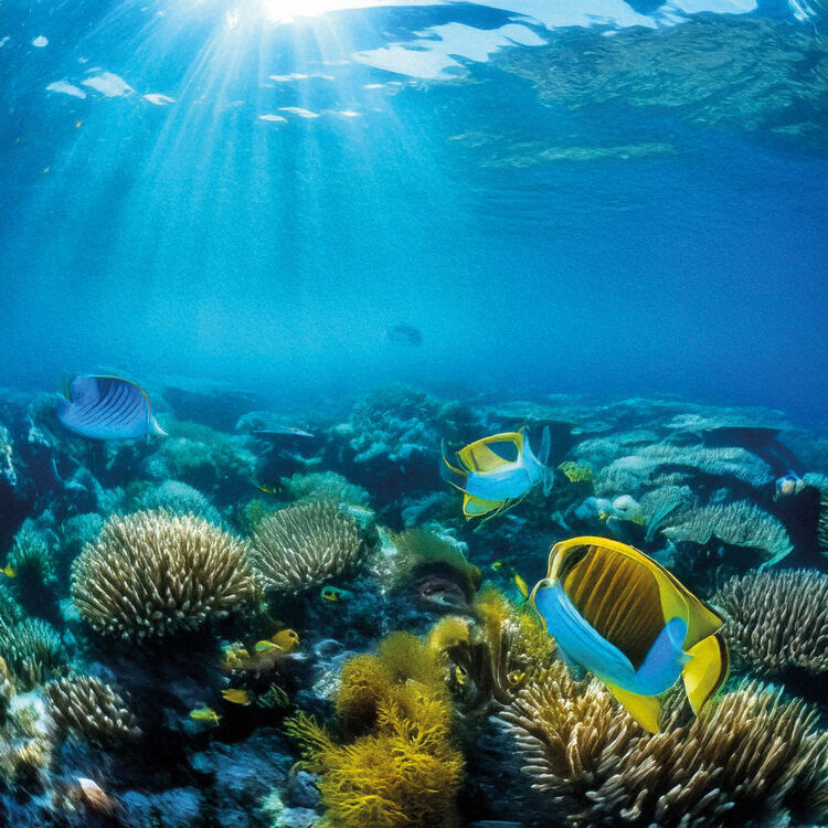 Er leven naar schatting 230.000 verschillende levensvormen in de oceanen.