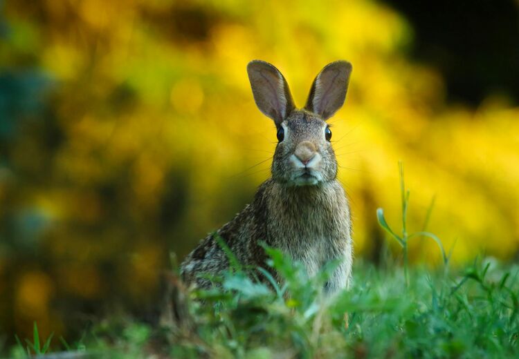 In het begin van de lente worden konijnen extra actief, omdat dit de start is van hun voortplantingsseizoen.