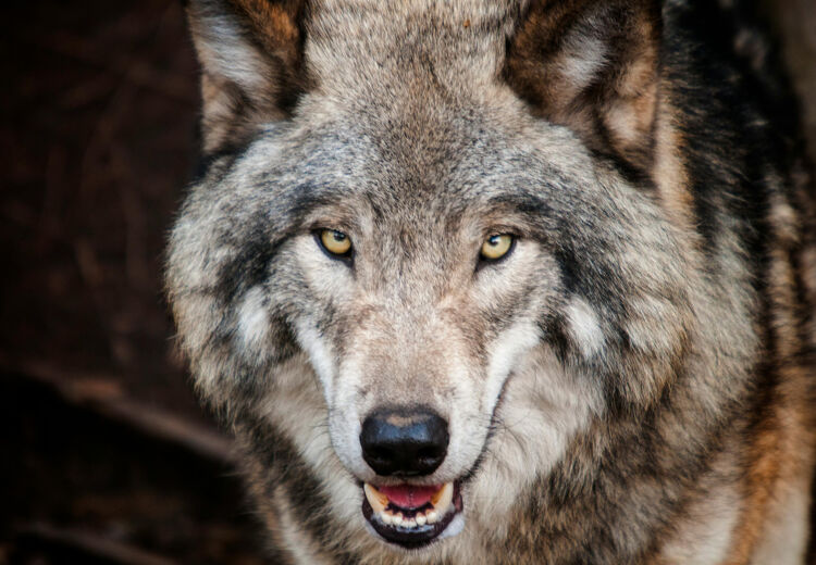 Wolven kunnen tot wel 10 dagen zonder eten. Maar ze kunnen ook meteen 10 kilo in één keer opschrokken.