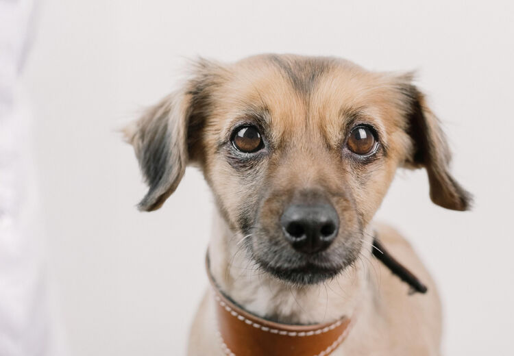 In Nederland leven ruim 1,5 miljoen honden en bijna 2,6 miljoen katten.
