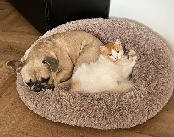 Is het slecht is om alleen goedkoop diervoer te geven aan je hond of kat?