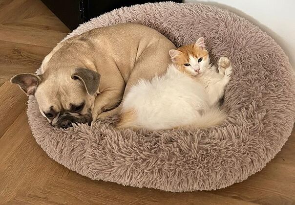 Is het slecht is om alleen goedkoop diervoer te geven aan je hond of kat?