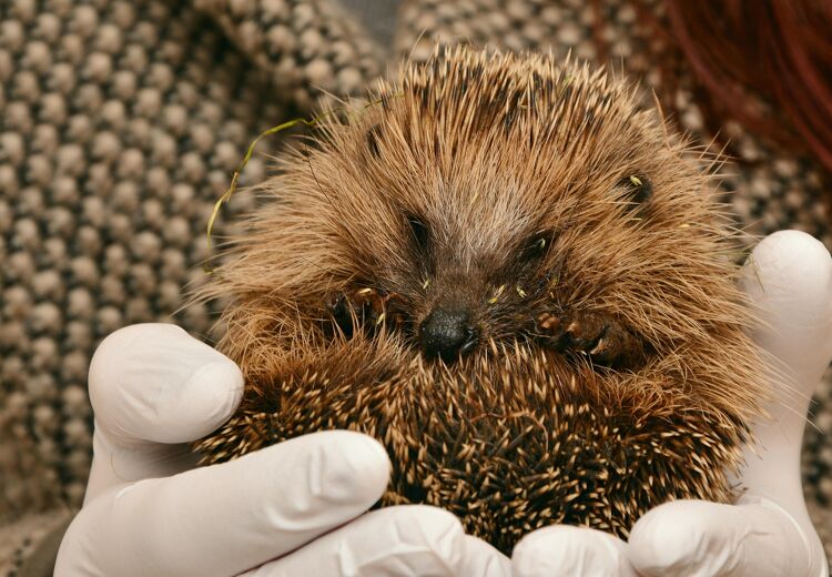 Een egel kan wel duizenden stekels hebben en hij vervangt ze elke winter door nieuwe.