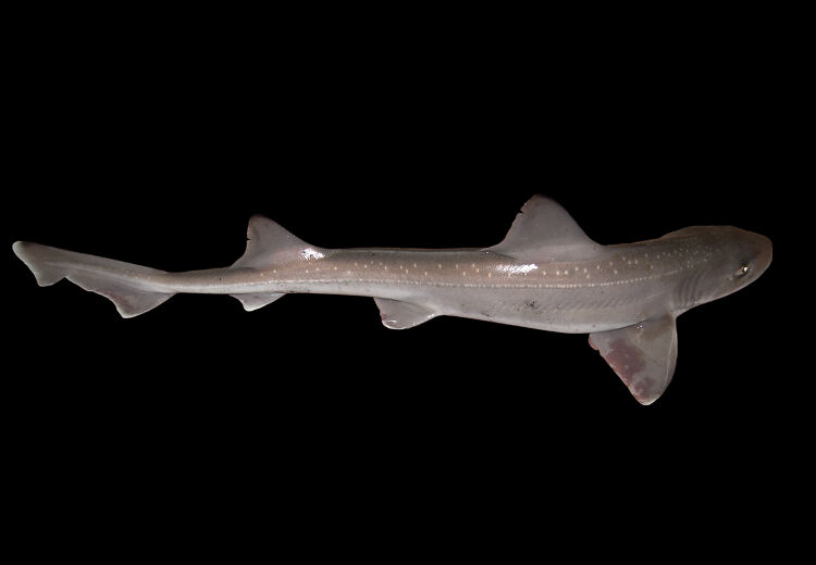 De gevlekte gladde haai. Met het onderzoek Shark-a-tag wil men deze vissen beter begrijpen en beschermen.