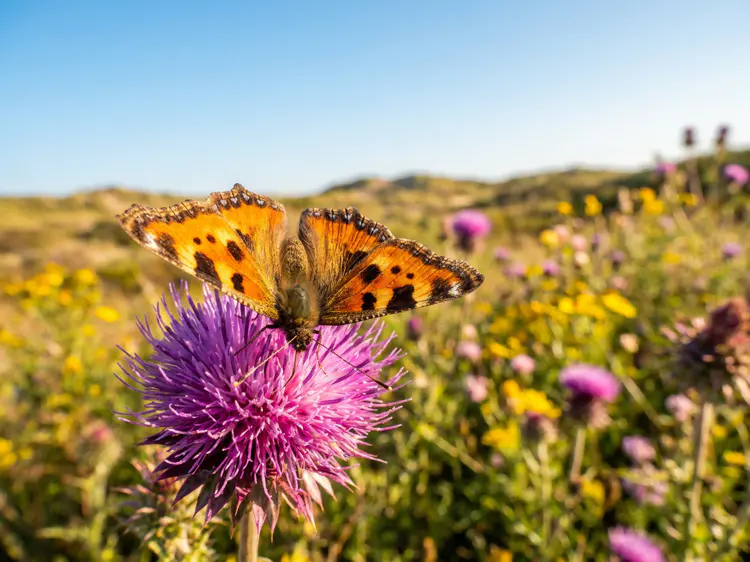 Een zeldzame vlinder is terug in Nederland en dat is goed nieuws voor de natuur.