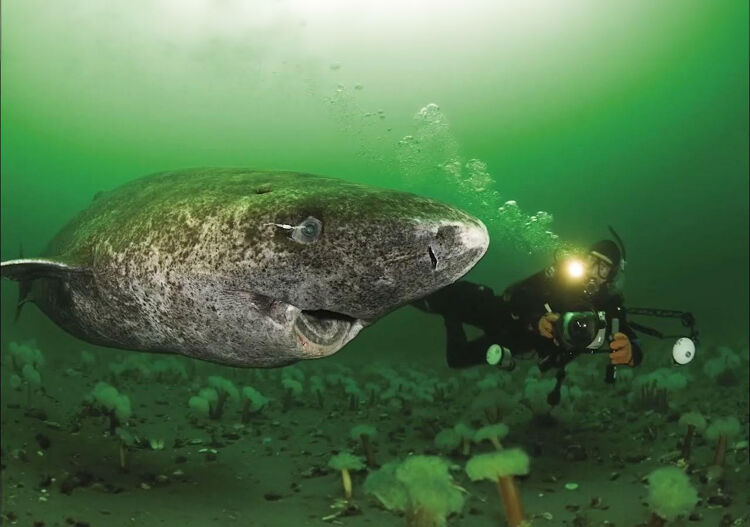 De Groenlandse haai kan wel 7,3 meter lang worden. De soort heeft heldere blauwe ogen.