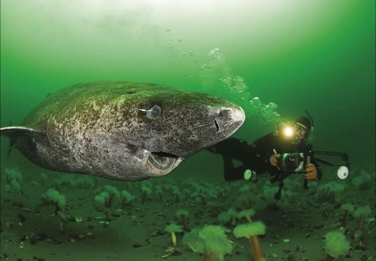 De Groenlandse haai kan wel 7,3 meter lang worden. De soort heeft heldere blauwe ogen.