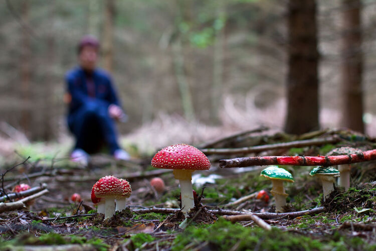 Paddenstoelen zijn een soort stofzuigers! Deze schimmels ruimen 90% van alle dode resten op.