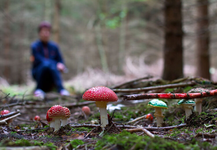 Paddenstoelen zijn een soort stofzuigers! Deze schimmels ruimen 90% van alle dode resten op.