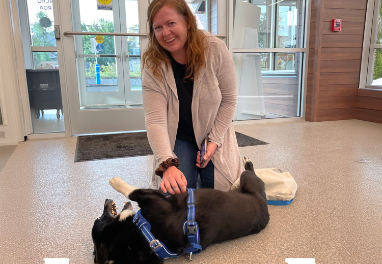 Hond Opie verdween in Californië en werd maanden later teruggevonden in Chicago dankzij zijn chip.