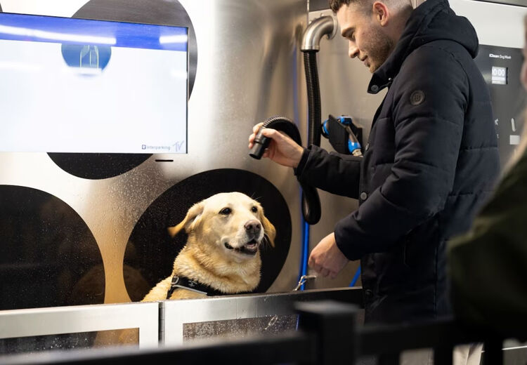 Zand in hondenhaar blijft extra lang zitten door zout water uit zee.