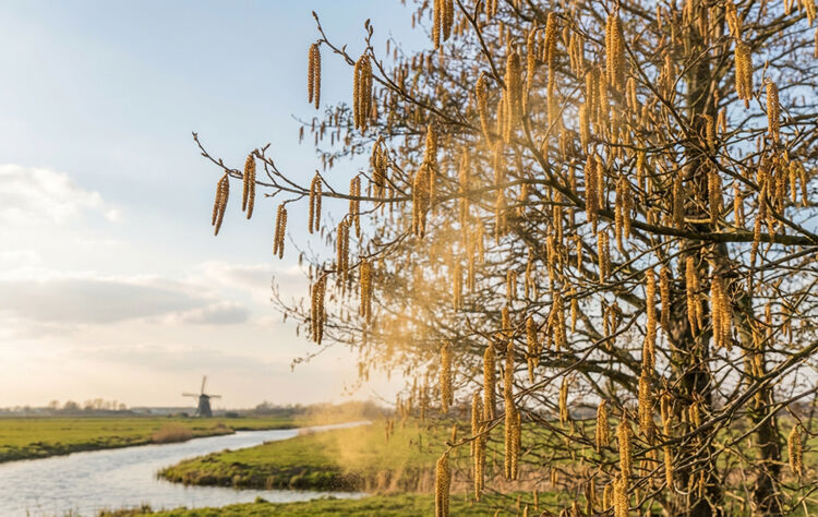 De els groeit vaak langs sloten en rivieren en kan goed tegen natte grond waar veel andere bomen niet kunnen groeien.
