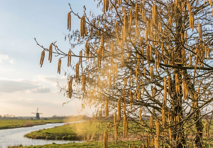 De els groeit vaak langs sloten en rivieren en kan goed tegen natte grond waar veel andere bomen niet kunnen groeien.