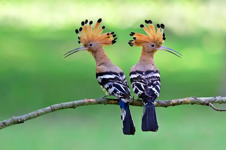 Tot voor kort was de hop in Nederland en Vlaanderen een extreem zeldzame broedvogel.