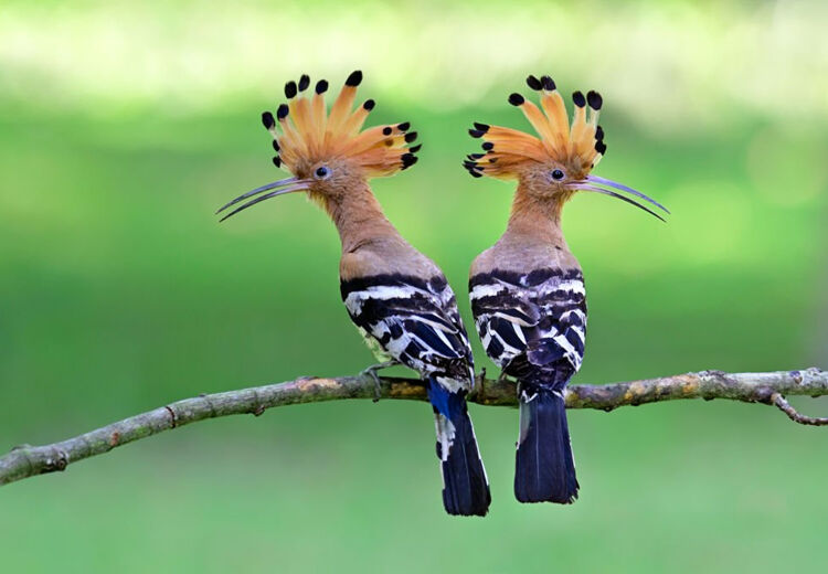 Tot voor kort was de hop in Nederland en Vlaanderen een extreem zeldzame broedvogel.
