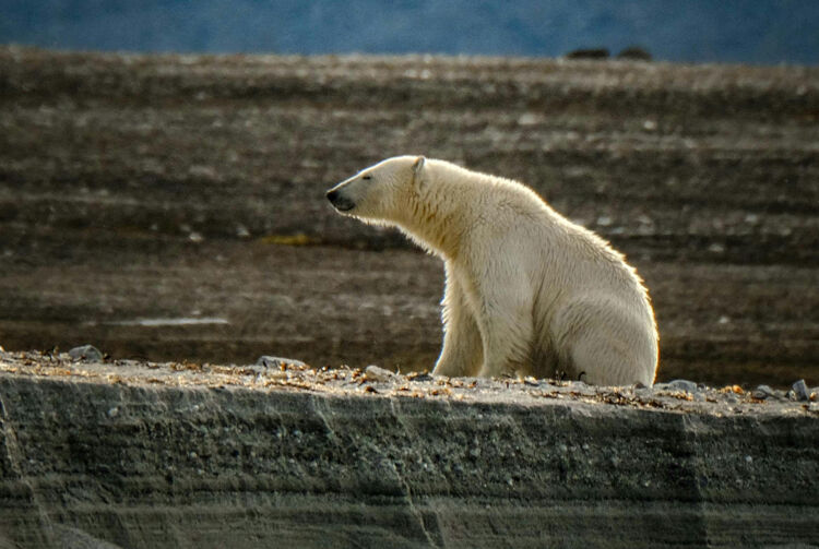 Deze ijsbeer staat alleen op de kale vlakte en laat zien hoe sterk en dapper hij is in een wereld die snel verandert.