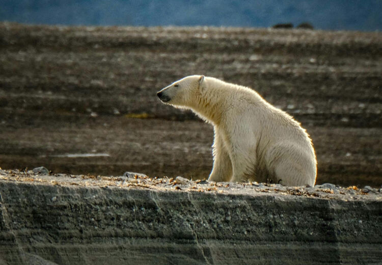 Deze ijsbeer staat alleen op de kale vlakte en laat zien hoe sterk en dapper hij is in een wereld die snel verandert.