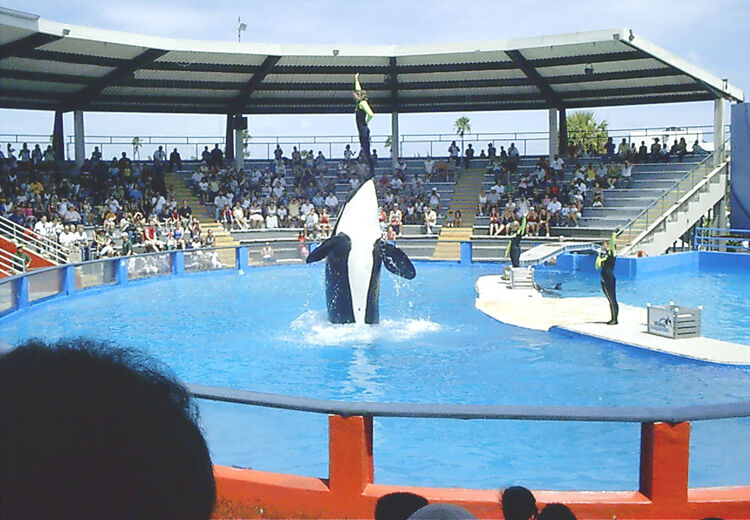 Lolita leeft nu in een watertank van slechts 24 meter lang, 11 meter breed en 6 meter diep.