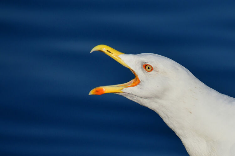 De grotere meeuwen kunnen zich zelfs tot meer dan 100 km landinwaarts verplaatsen op zoek naar voedsel.