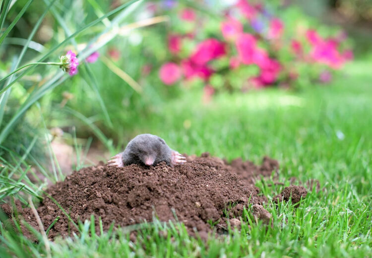 Ondanks hun kleine formaat kunnen ze in één nacht wel zeventig meter aan gangen graven!