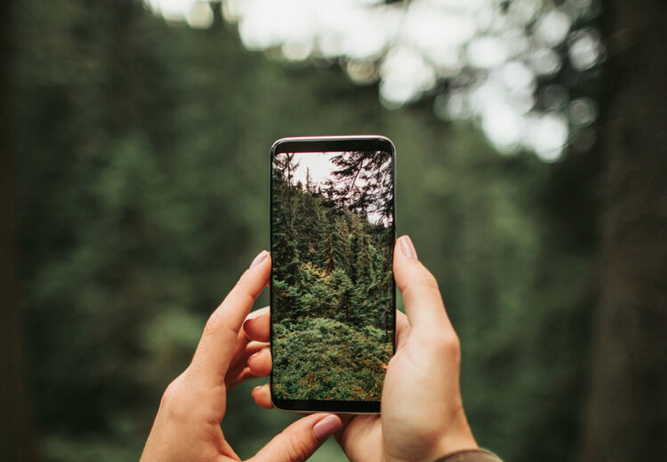 Dieren en planten herkennen met de app ObsIdentify