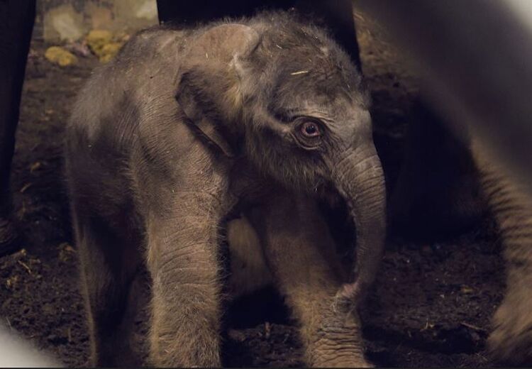 Het pasgeboren olifantenkalf kan elke dag ongeveer een kilo zwaarder worden.