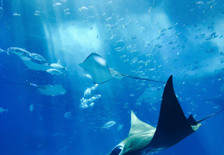 Minder dan 20 procent van de oceaanbodem is ooit in kaart gebracht. De diepzee zit nog vol geheimen.