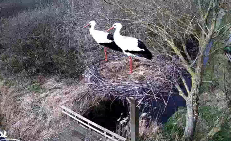 De webcam bij het nest van de ooievaar staat al aan.