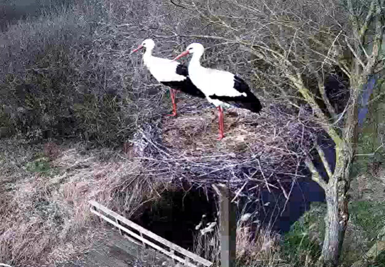 De webcam bij het nest van de ooievaar staat al aan.
