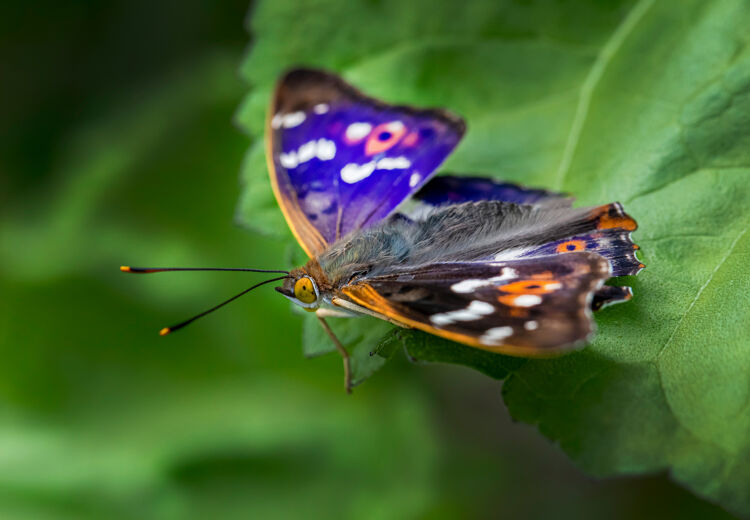 De mannetjes van de paarse keizersvlinder schitteren paars, maar alleen als je ze vanuit de juiste hoek bekijkt!