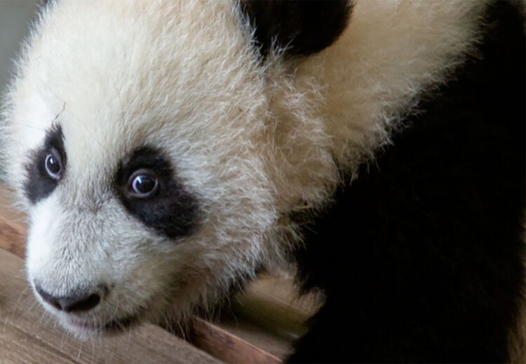 Na 100 dagen krijgt de nieuwe panda pas een naam. Dat gebeurt dan pas vanwege een Chinese traditie.