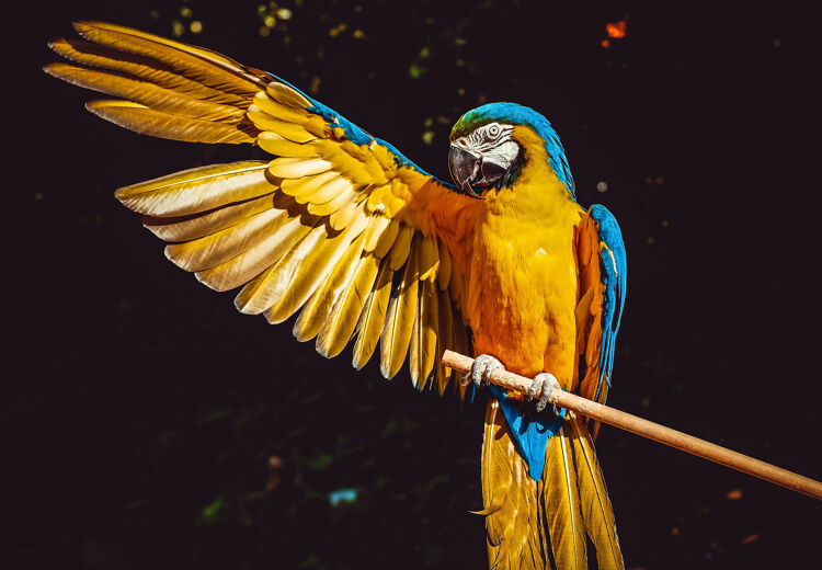 Papegaaien die als huisdier worden gehouden, leven meestal alleen.