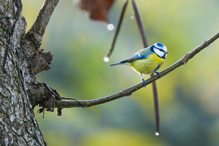 Een pimpelmees weegt maar evenveel als een klein zakje rozijnen.