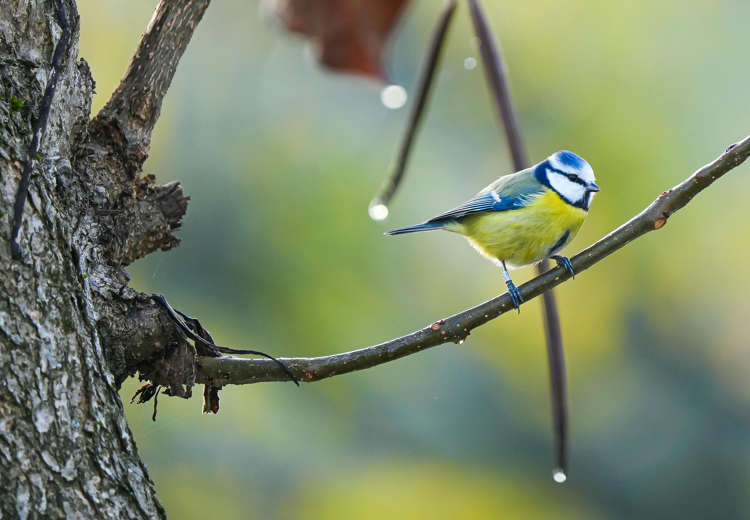 Een pimpelmees weegt maar evenveel als een klein zakje rozijnen.