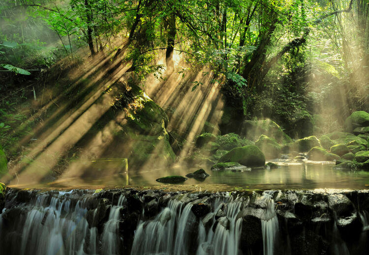 Meer dan 50% van alle soorten dieren en planten op aarde leven in het tropisch regenwoud.