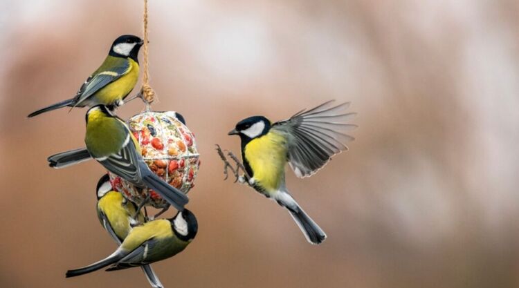 De koolmees is één van de meest voorkomende en slimme vogels in Nederlandse tuinen.