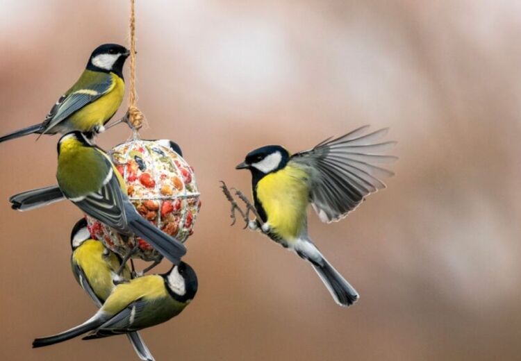 De koolmees is één van de meest voorkomende en slimme vogels in Nederlandse tuinen.