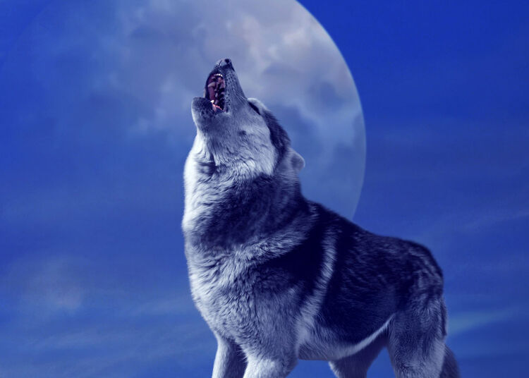 Wist je dat wolven echt vaker huilen rond drie uur ’s nachts?
