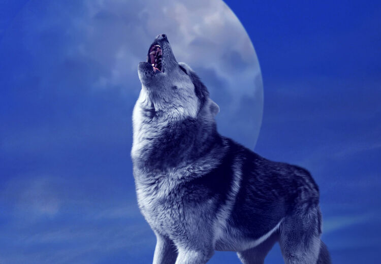 Wist je dat wolven echt vaker huilen rond drie uur ’s nachts?