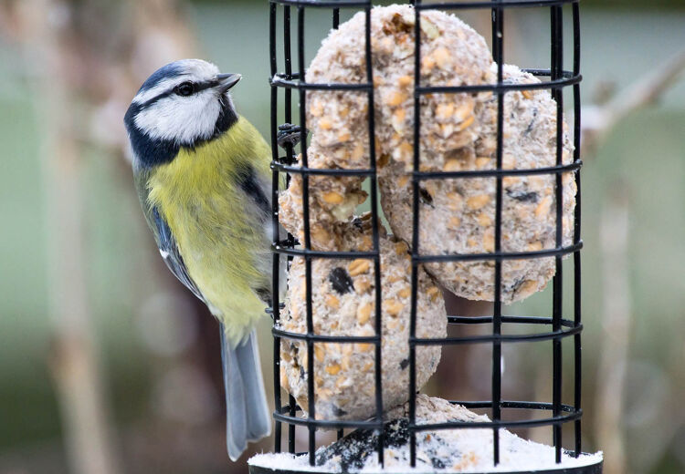 Vetbollen kan je heel goed bewaren in de vriezer. Maak er dus meer dan heb je altijd wat achter de hand.