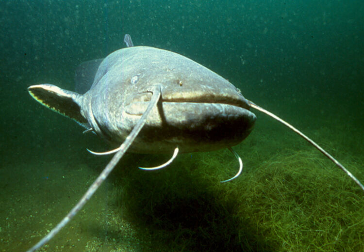 De visduivel is een meester in camouflage: zijn bovenzijde lijkt op stenen en zand.