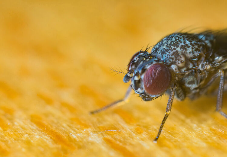 Een vlieg kan maar liefst 300 keer per dag landen. Soms op vieze plekken, soms op jouw broodje!