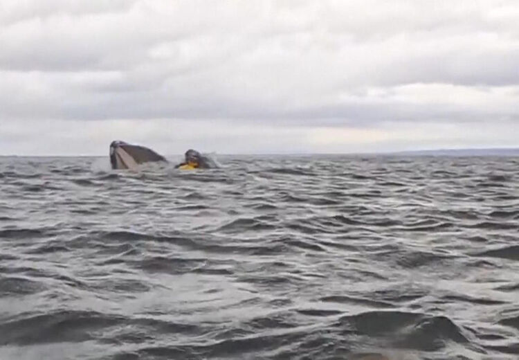 Van bultruggen wordt gezegd dat ze de vrolijkste van alle walvissen zijn. Wereldwijd leven er zo'n 85.000.