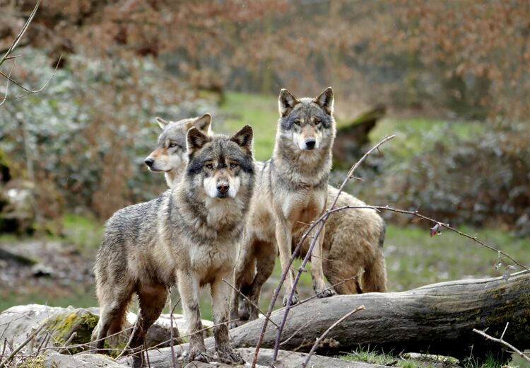 Deze wolven op de foto zijn niet de wolven in het artikel.